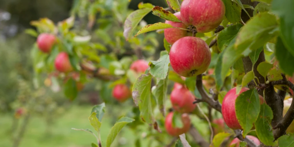 The Easiest Fruit Trees to Grow in the UK